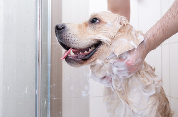 The dog takes a shower with shampoo. Male hands washing golden retriever in the bathroom.