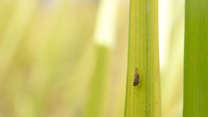 BPH destroys the rice in the field.