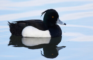 Tufted duck	
