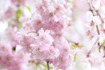 しだれ桜