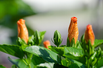 Flower close-up in the garden