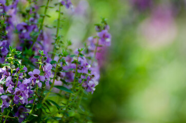 Flower close-up in the garden