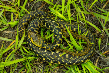 On top black gray and yellow color Amphiesma stolatum or Buff striped keelback snake sitting in the...