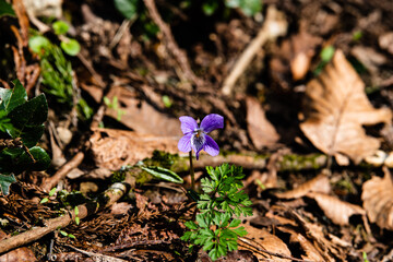 林業試験場樹木公園のタチツボスミレ