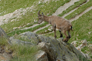Female Alpine Ibex (Capra ibex) in Mercantour National Park - Alps, France