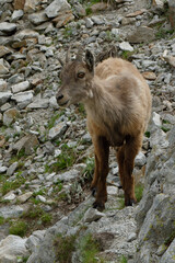 Juvenile Alpine Ibex (Capra ibex) in Mercantour National Park - Alps, France