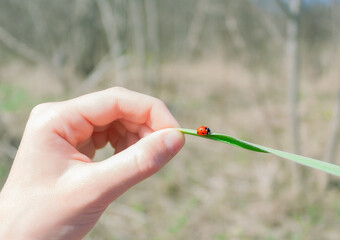 hand holds a blade of grass with a ladybug © x.marynka