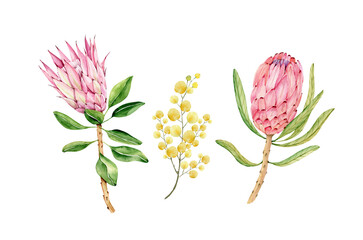 set of watercolor botanical illustrations of tropical flowers protea and mimosa isolated on white background, hand painted closeup