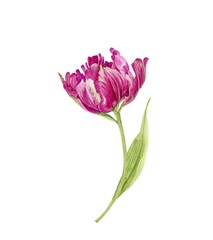 pink tulip flower close up. illustration watercolor hand painted