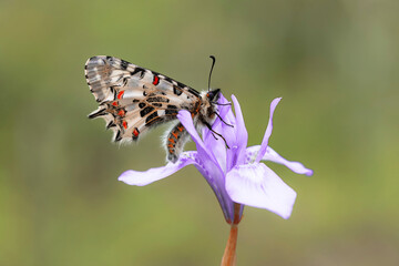 Forest festoon butterfly (Zerynthia cerisyi)