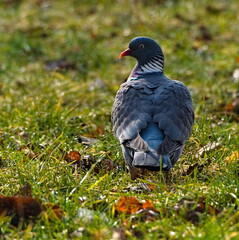 The common wood pigeon (Columba palumbus) in the park