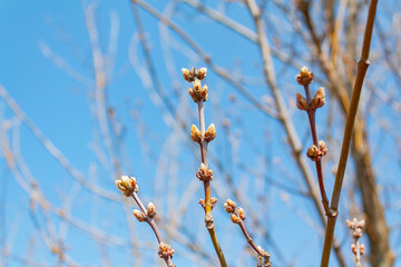 tree branches with buds in the park