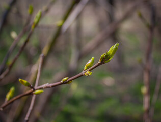 tree branch with young leaves