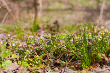 spring landscape in the park