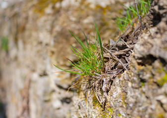 green grass grows on stone