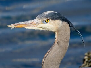 Great Blue Heron wading on the rocky shore in Sidney, BC