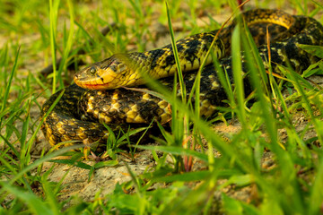 Non-Venomous snake hunting food in daylight on sitting the green grass