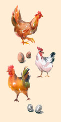 hen and chicken  with eggs