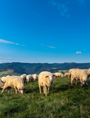 Pienińskie krajobrazy, wypas owiec na zboczach Wysokiego Wierchu.