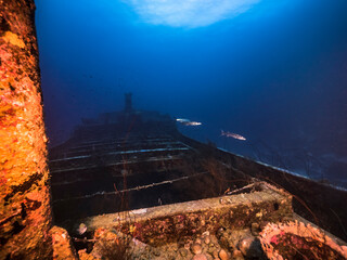 Barracuda at Ship wreck 