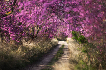 Landscape of trees with pink flowers in a sunset of the tree