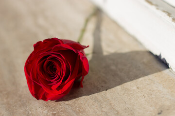 A single rose representing the sad situation of a family member passing away