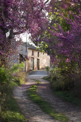 Landscape of trees with pink flowers in a sunset of the tree