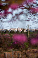Landscape of trees with pink flowers in a sunset of the tree