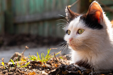 black and white kitten basking in the spring sun with copy space