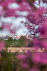 Landscape of trees with pink flowers in a sunset of the tree