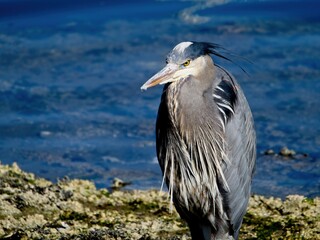 Great Blue Heron wading on the rocky shore in Sidney, BC