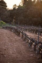 Landscape of trees with pink flowers in a sunset of the tree