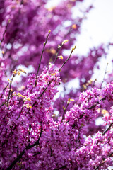 Landscape of trees with pink flowers in a sunset of the tree