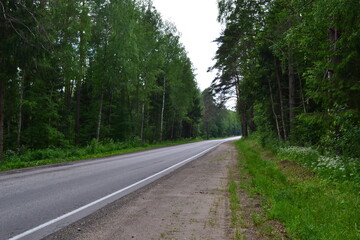 Fototapeta na wymiar Paved road through a dense forest.