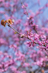 Landscape of trees with pink flowers in a sunset of the tree