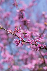 Landscape of trees with pink flowers in a sunset of the tree