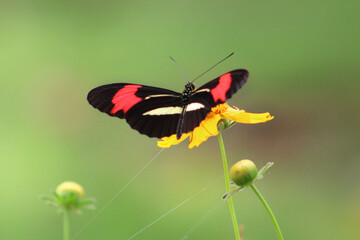 Beautiful butterfly on a yellow flower and a green background