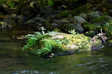 Petite ile au milieu d'une rivière recouverte de plantes et éclairées par un rayon de soleil