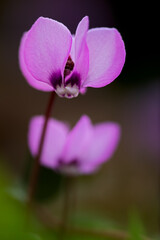 blooming cyclamen against blurred background