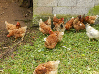 Various hens eating grass and bugs in family farm