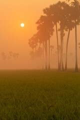 Wonderland of the rice field in Thailand at sunrise. The rice is germinated in the fields of Thailand. Sugar palm trees in rice field at sunrise in the morning fog.
