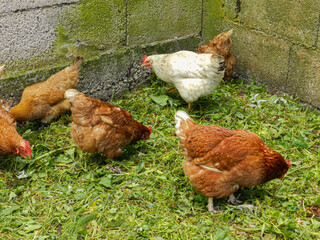 Hens eating grass and plants 