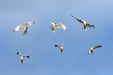  set of birds seagulls flying on the background blue sky