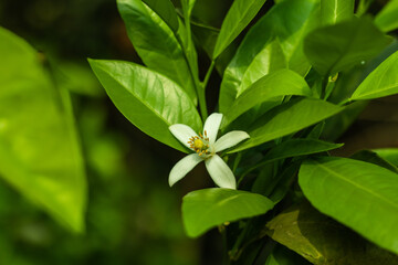 Obraz premium Lemon flowers lead to fruit coaxing lemon tree to flower and fruit