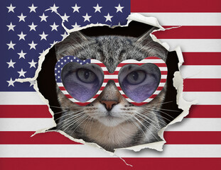 A gray cat patriot in sunglasses looks through a hole of the us flag.
