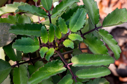 Kalanchoe or pathor kuchi or Stonecrops plant in home garden