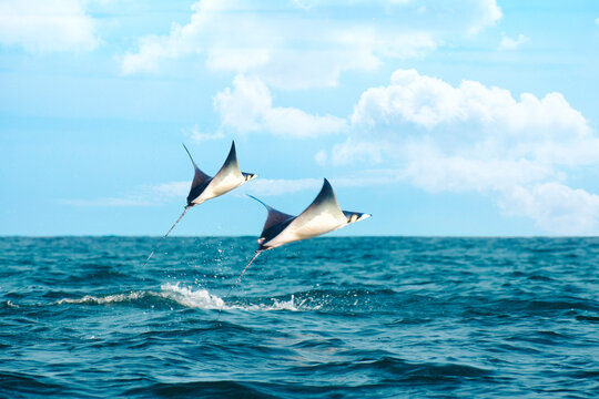 Mantarraya saltando sobre el oceano pacifico 
