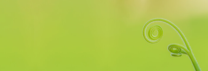 Closeup nature view of green leaf in garden at summer under sunlight. Natural green plants landscape using as a background or wallpaper