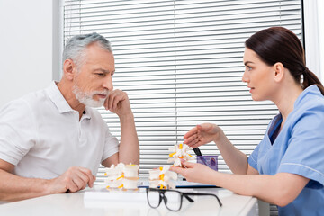 brunette rehabilitologist pointing at spinal model while talking to mature man