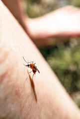 Mosquito sits on a human body and drinks blood, Culicidae, gnat, malaria infection, Diptera insects